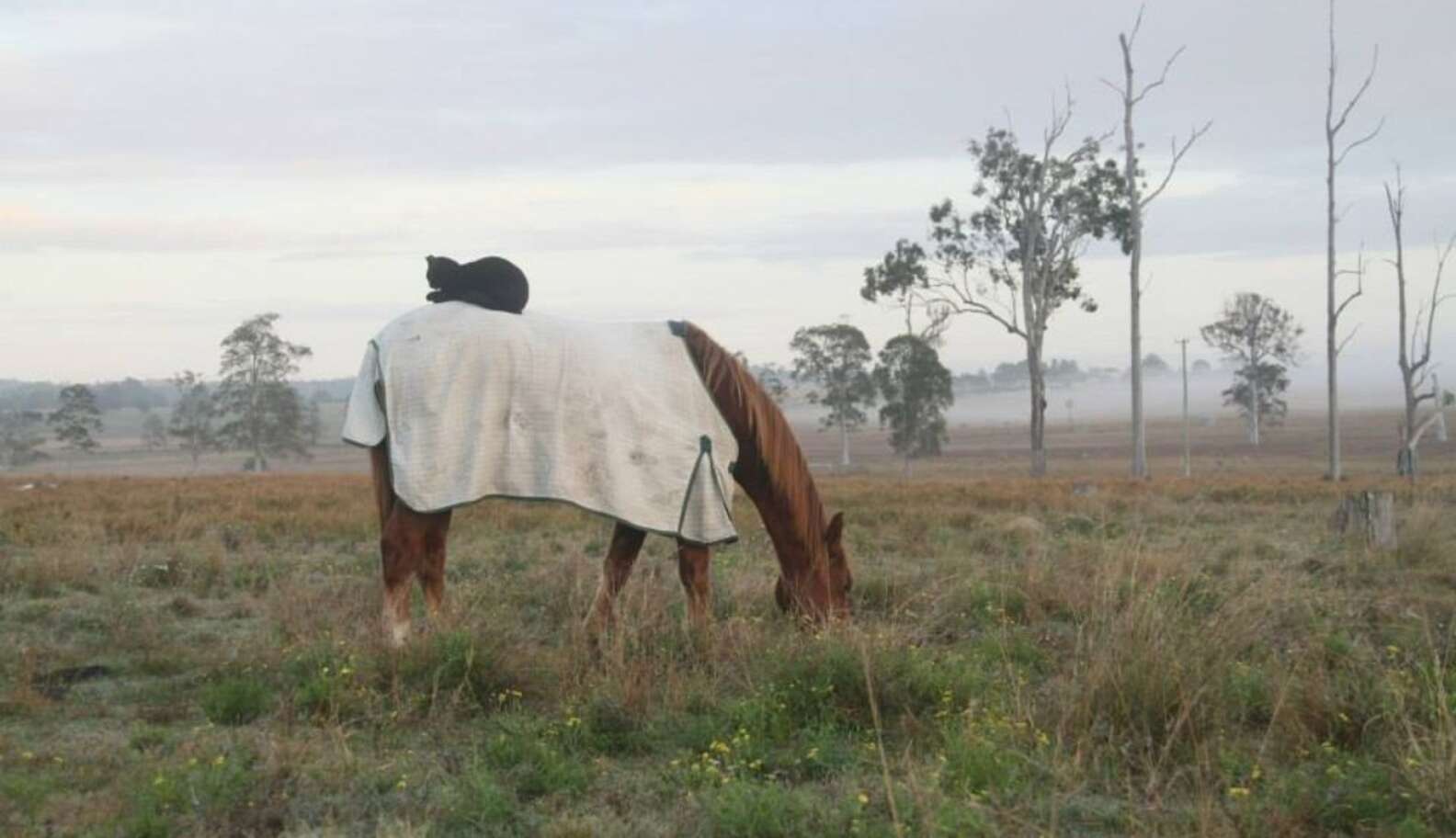Horseback Riding Cat Loves Spending Time Atop His New Best Friend - The ...