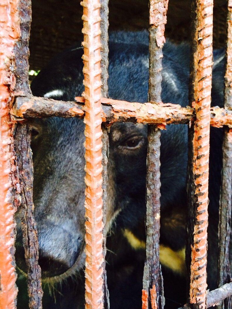 Traumatized Moon Bears Spent Life In Cages, Now En Route To Freedom ...
