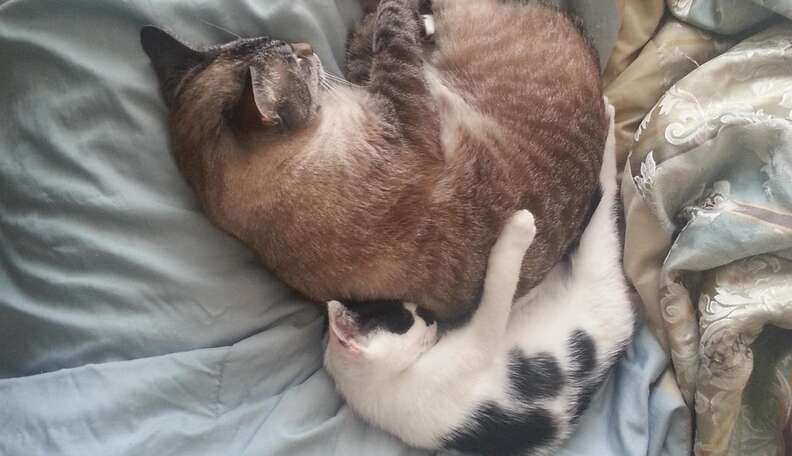 29 Little Cats Who Prefer To Be The Big Spoon - The Dodo