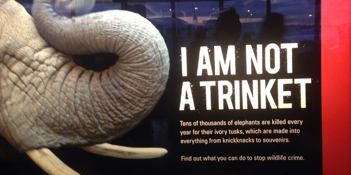 Elephant rights ad in Seattle airport - The Dodo
