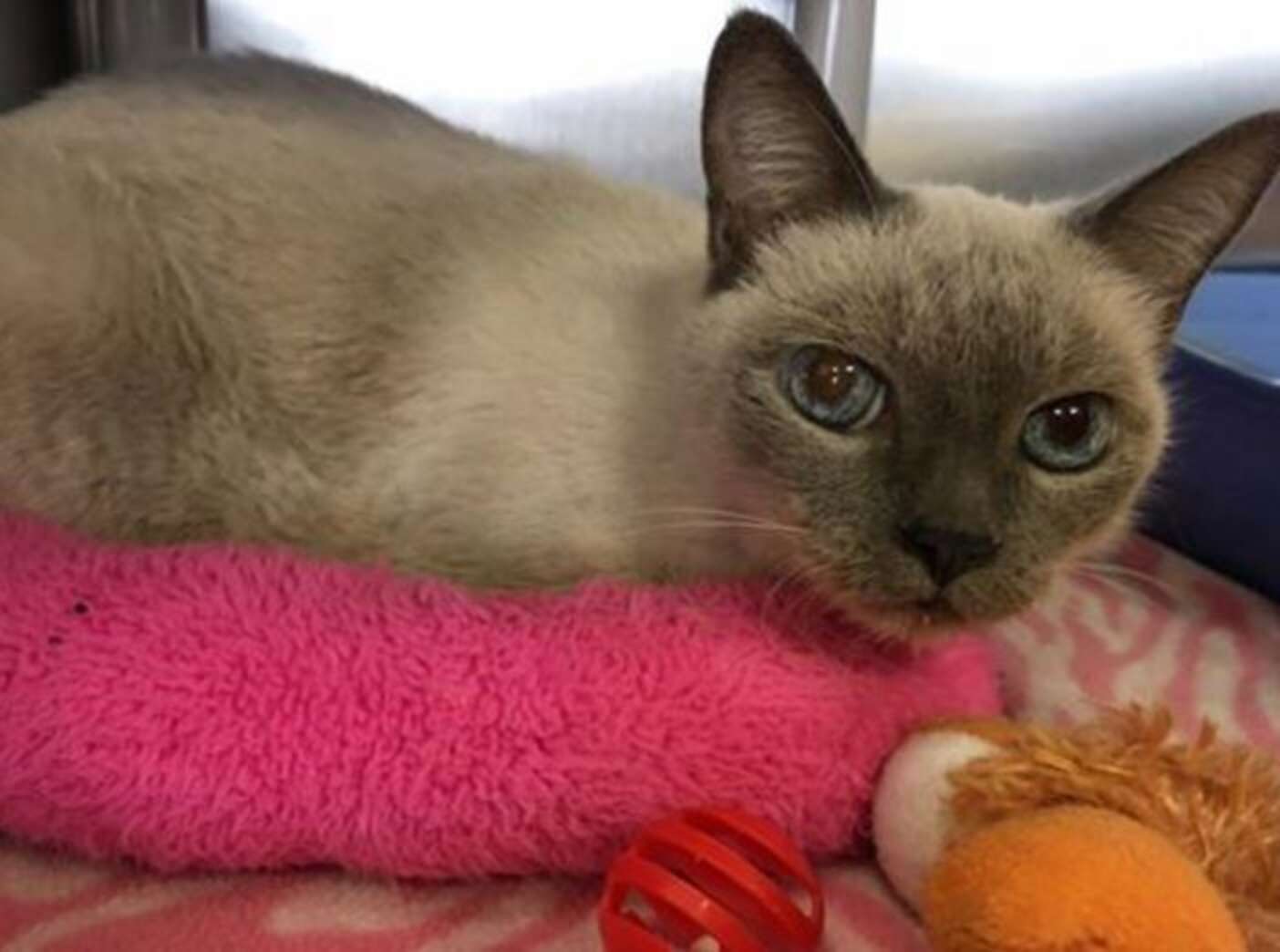 Cat Lost For 7 Years Shows Up At 711 — And Won’t Stop Meowing The Dodo