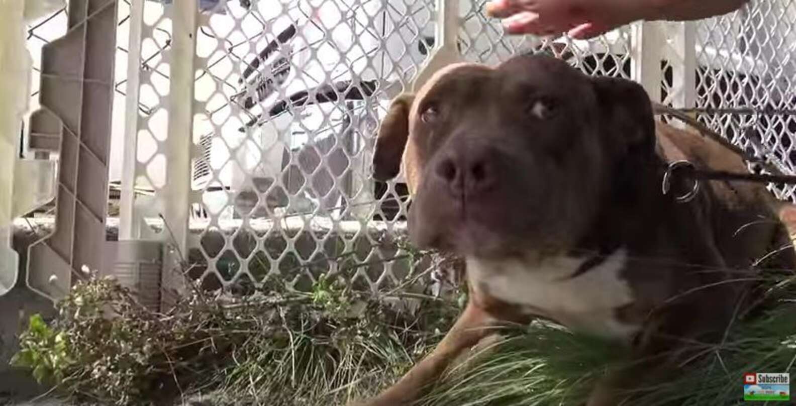 Homeless Dogs Are Scared Of Being Rescued — Until They Realize They're ...