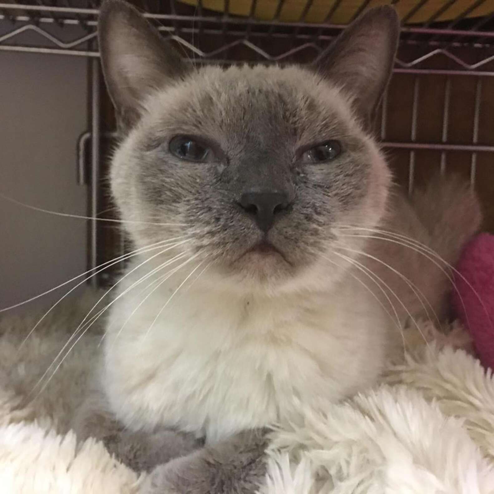 Cat Lost For 7 Years Shows Up At 711 — And Won’t Stop Meowing The Dodo