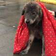 Dog Abandoned In Rain Is Too Scared To Even Move