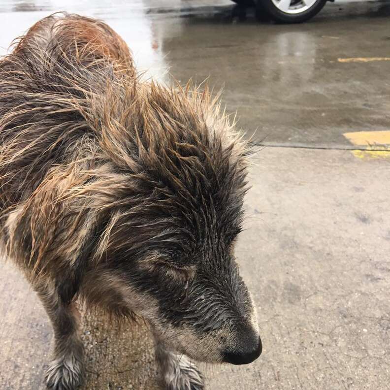 Dog Abandoned In Rain Is Too Scared To Even Move - The Dodo