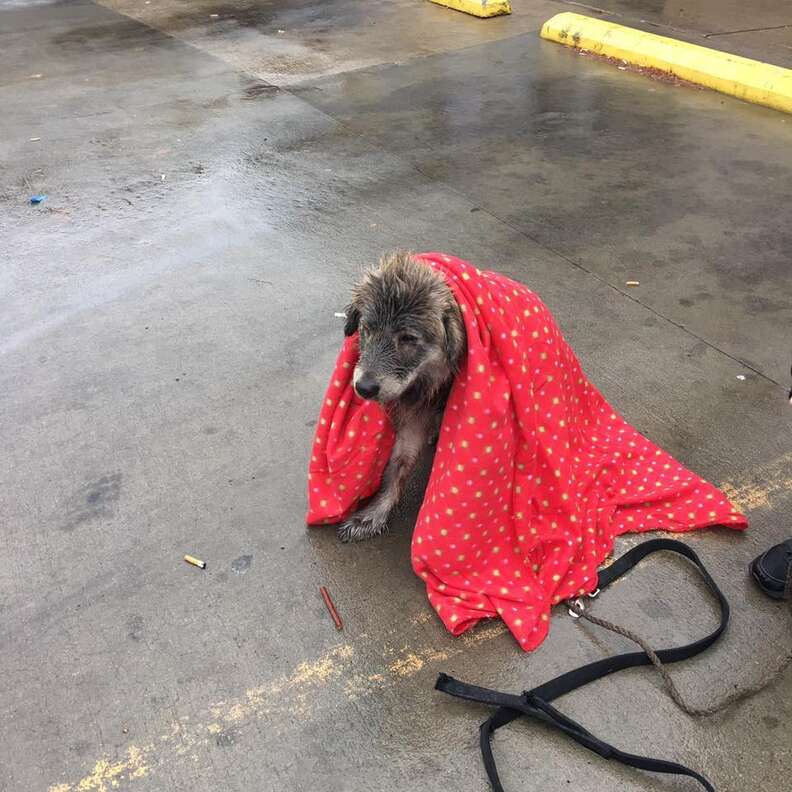 Dog Abandoned In Rain Is Too Scared To Even Move - The Dodo
