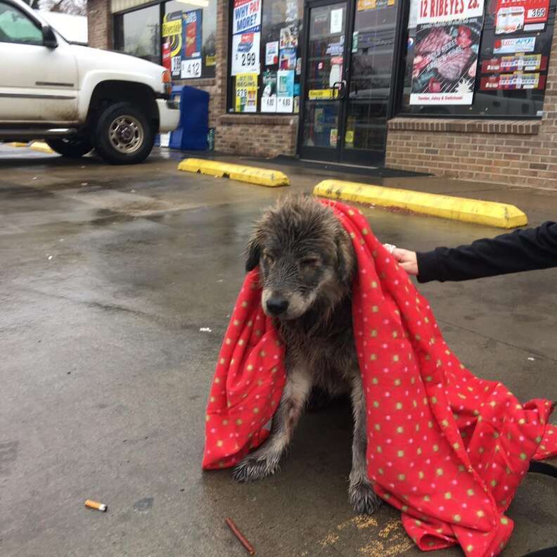 Dog Abandoned In Rain Is Too Scared To Even Move - The Dodo