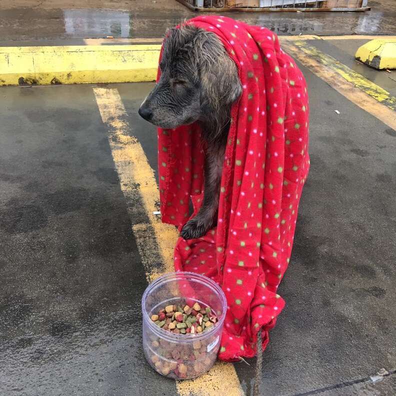 Dog Abandoned In Rain Is Too Scared To Even Move - The Dodo