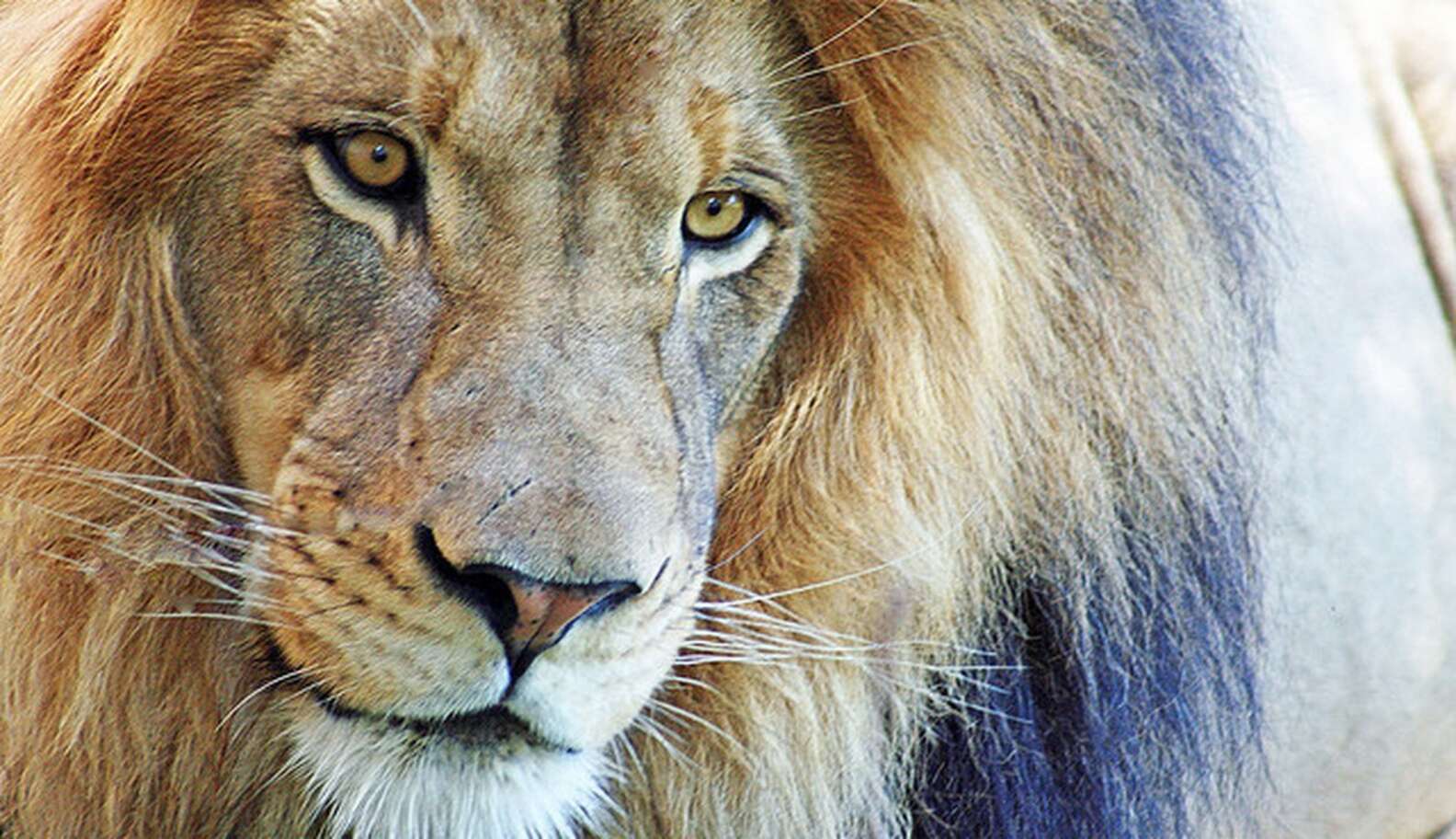 Dramatic Images Show Ex-Circus Lions Getting Much Needed Dental Work ...