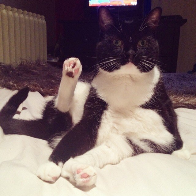 12 Cats Who Are Showing Off Their Toesies The Dodo