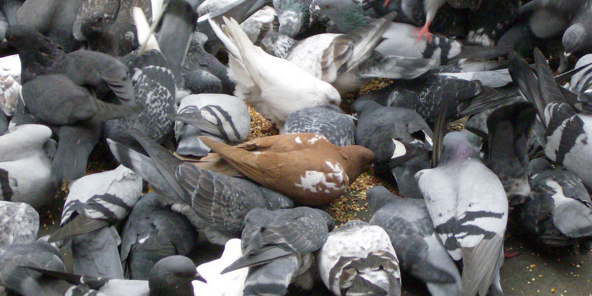 New York City Man Is Kidnapping Pigeons With His Van The Dodo