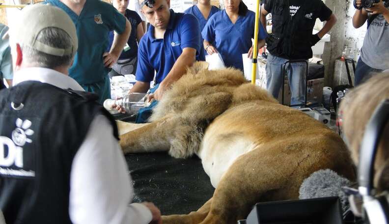 Dramatic Images Show Ex-Circus Lions Getting Much Needed Dental Work ...