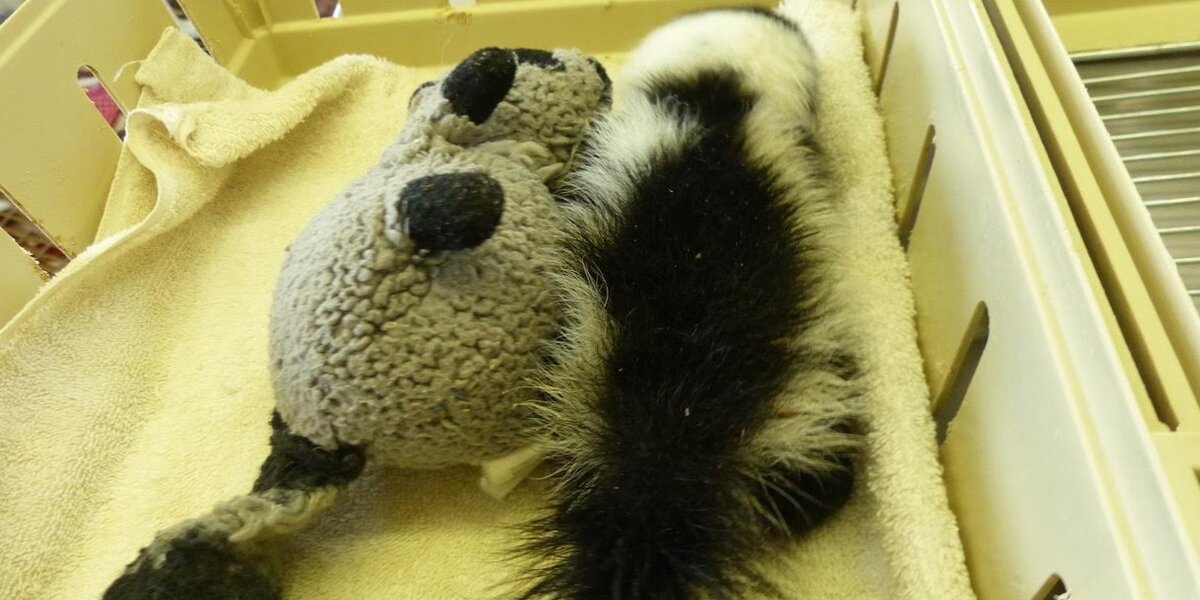 Orphaned Skunks Snuggle With Stuffed Animals To Keep Warm - The Dodo