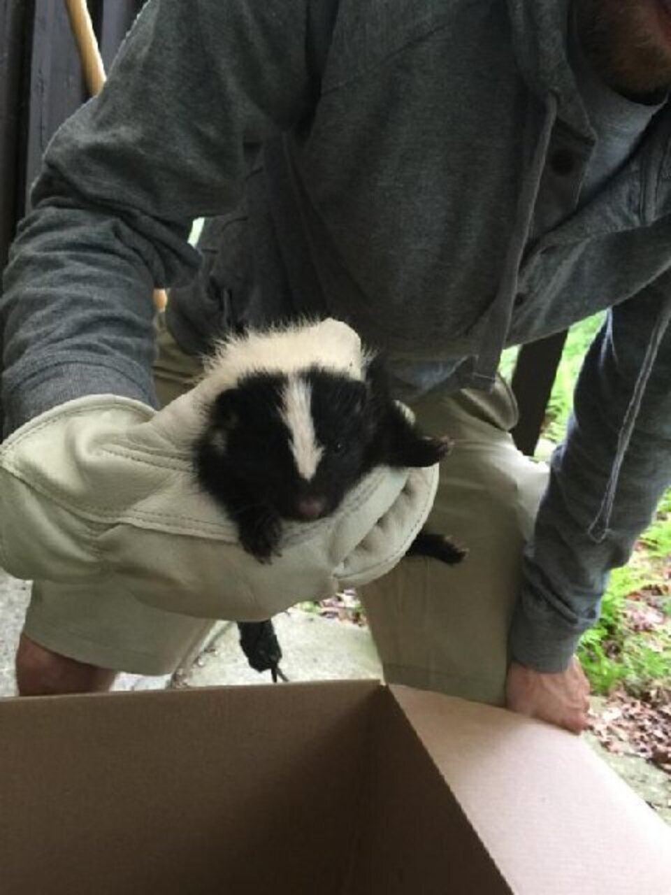 Orphaned Skunks Snuggle With Stuffed Animals To Keep Warm - The Dodo