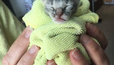 Kitten Stays Warm In Blanket After Losing His Mom - The Dodo