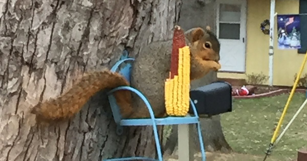 Man Builds Little Chair For Squirrels In His Backyard The Dodo