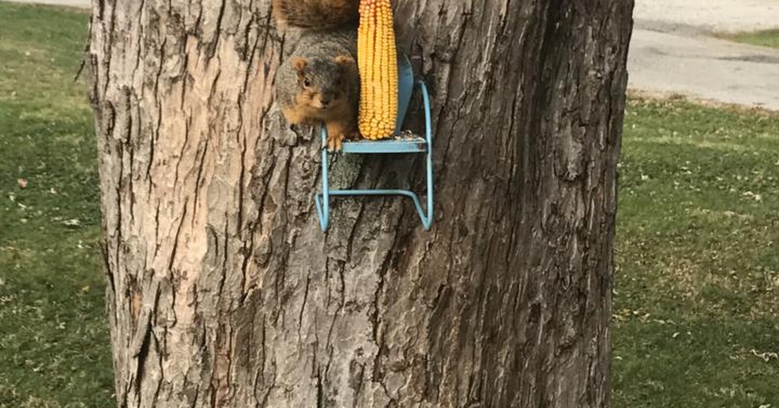 Man Builds Little Chair For Squirrels In His Backyard The Dodo