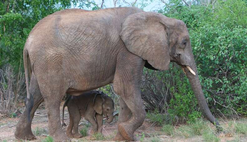 Inspiring Footage Captures Rare Elephant Birthing Baby - The Dodo