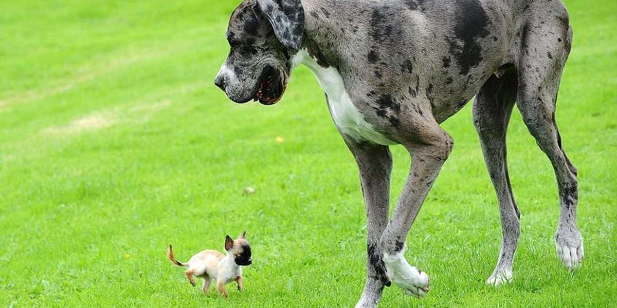 Породы собак биология. Датский дог Гибсон. Чи Дейн Дейн порода собак. Немецкий дог огромный. Собаки большие и маленькие.