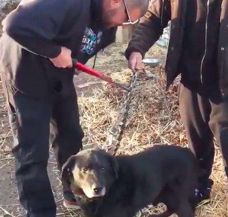 Dog Who Was Chained For 15 YEARS Sees The Beach For The First Time ...