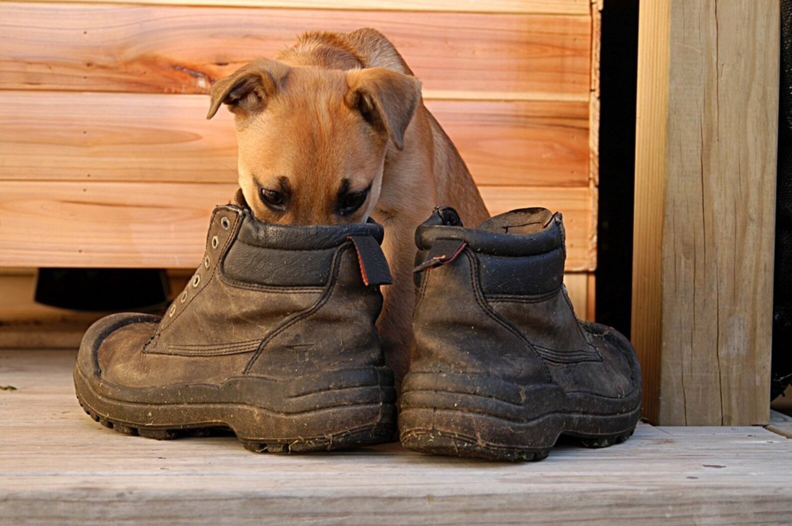 6 Steps To Take When Your Dog Goes Missing The Dodo