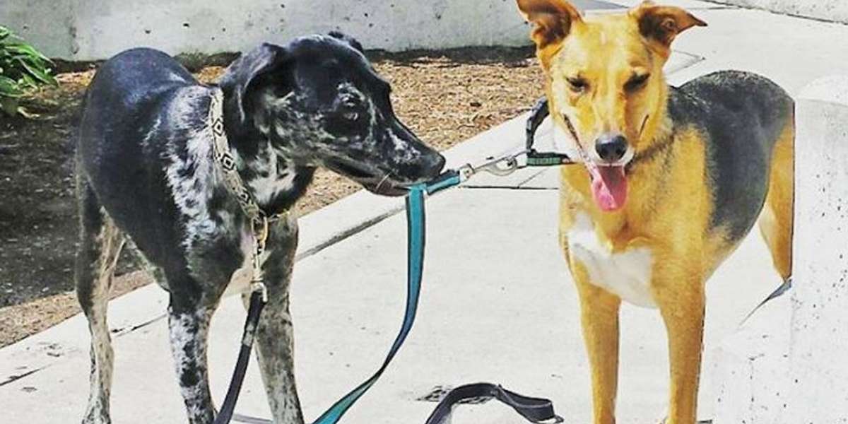 What To Do If Your Dog Gets Bitten By Another Dog The Dodo