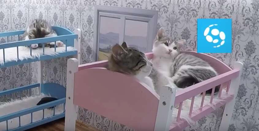 reality show starring kittens
