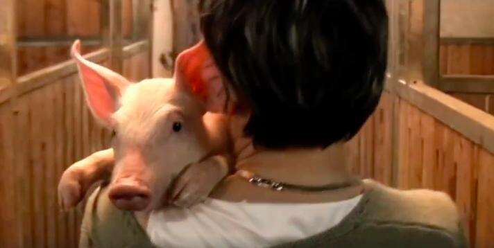 Piglet Life Guard Rescued Piglet Explores The World For The Very First Time - The Dodo