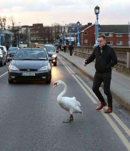 Man helping swan cross street in Limerick, Ireland