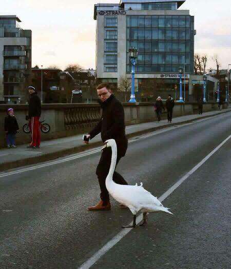 Man helping swan in Limerick, Ireland