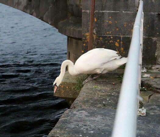 Swan after getting help in Limerick, Ireland