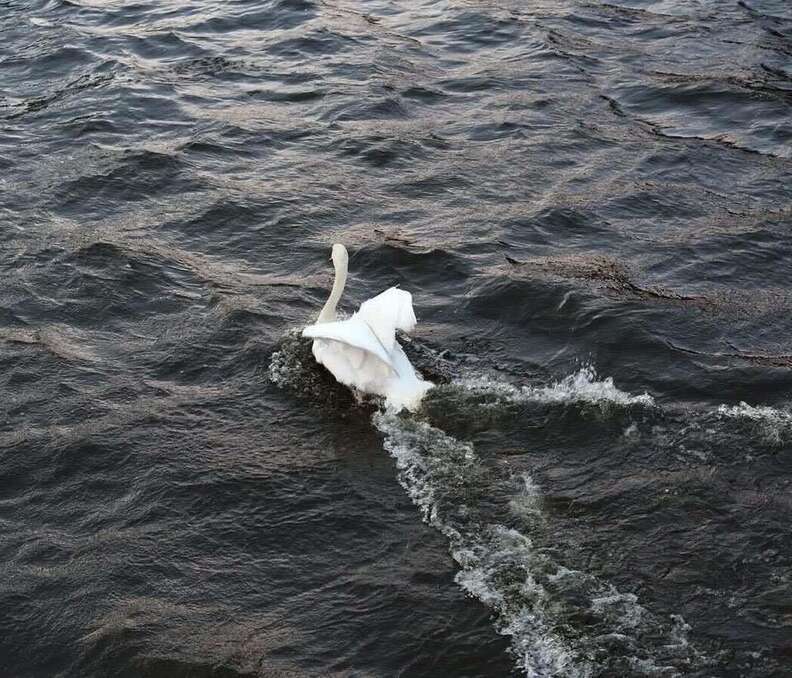 Swan rescue in Limerick, Ireland