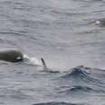 Elusive Orca Pod Caught On Film For The First Time