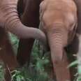 Orphaned Baby Elephant Meets His New Family