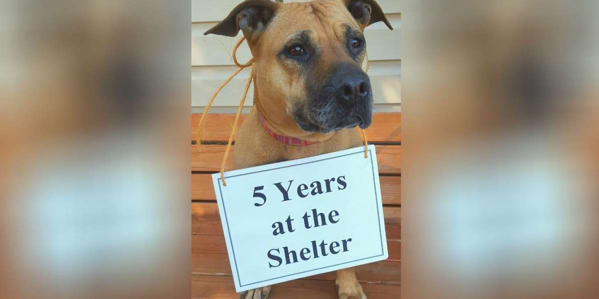 Dog Left At Shelter After Her Owner Died Is Still There Years Later The Dodo