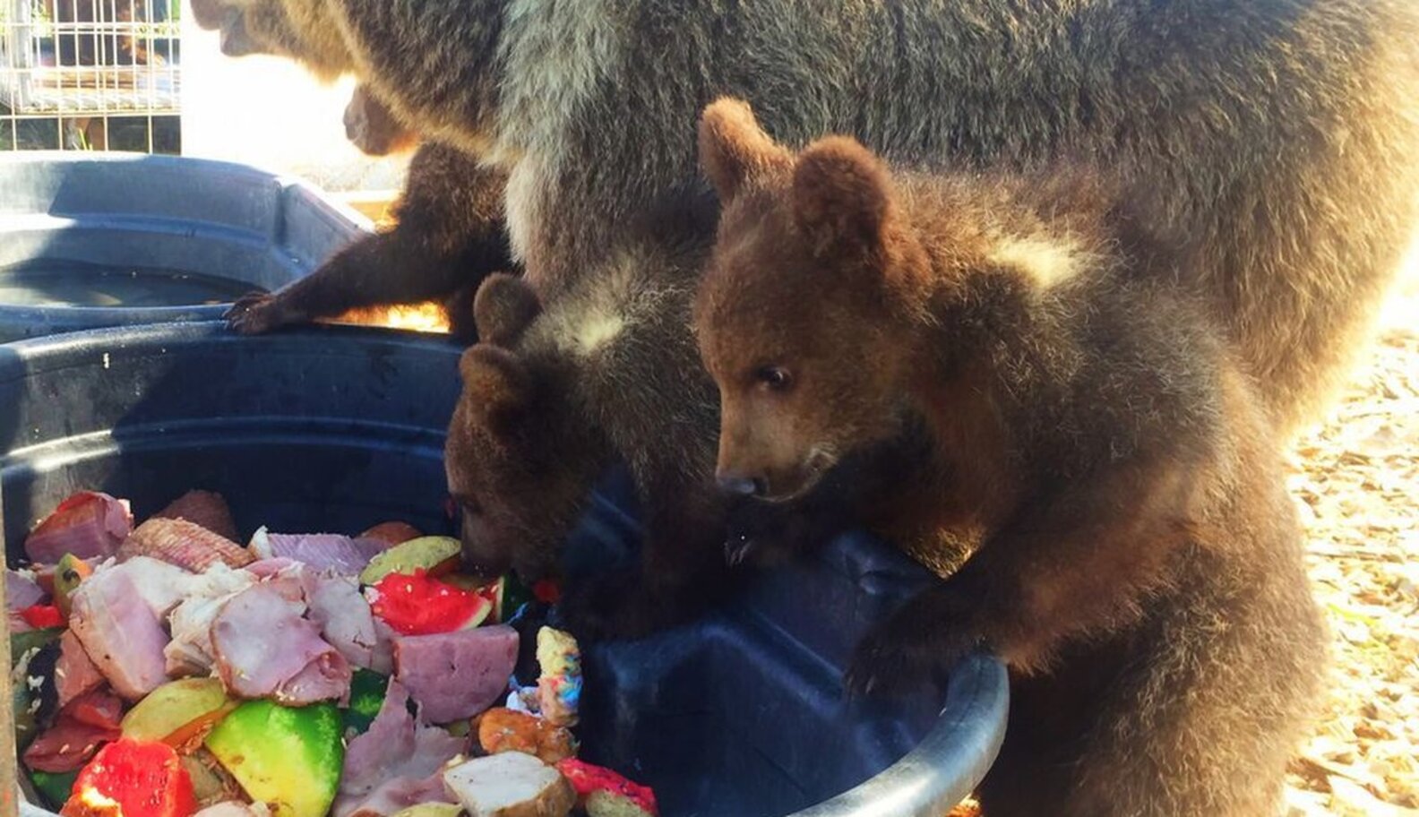 Mother And Baby Bears Kept In Cages Their Whole Lives Take First Steps