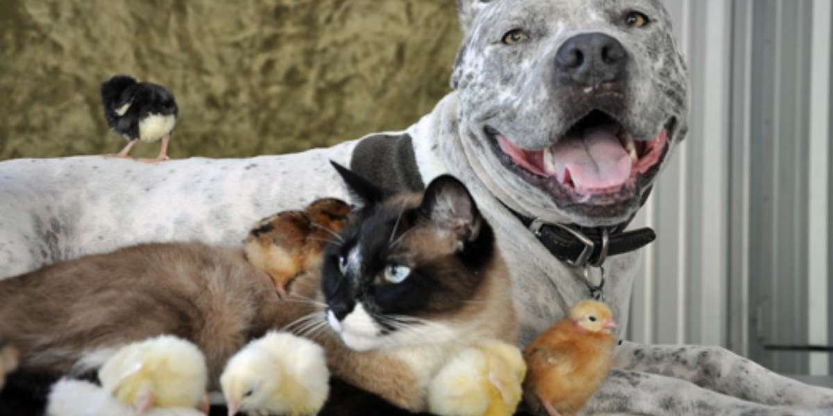 11 Unbelievably Unlikely Animal Friends The Dodo