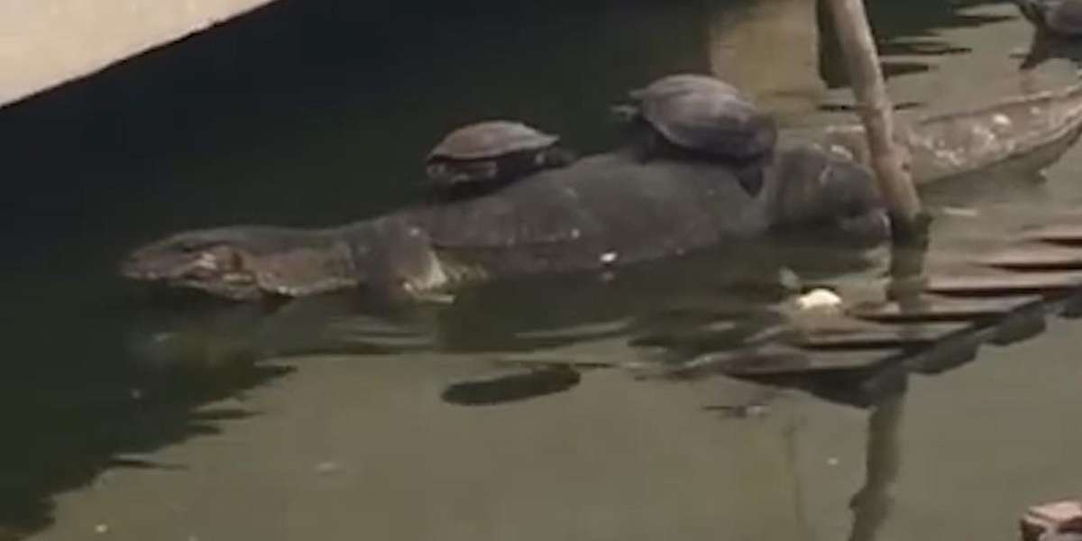 Lizard Riding On Turtle Turtles Get Free Ride On Back Of Lizard - The Dodo