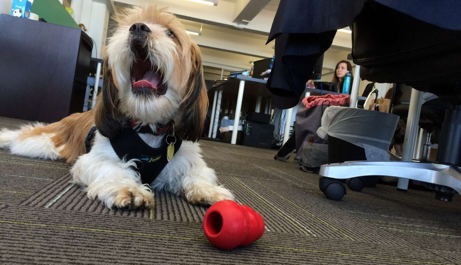Benefits Of Bringing Dogs To Work, According To A Dog - The Dodo