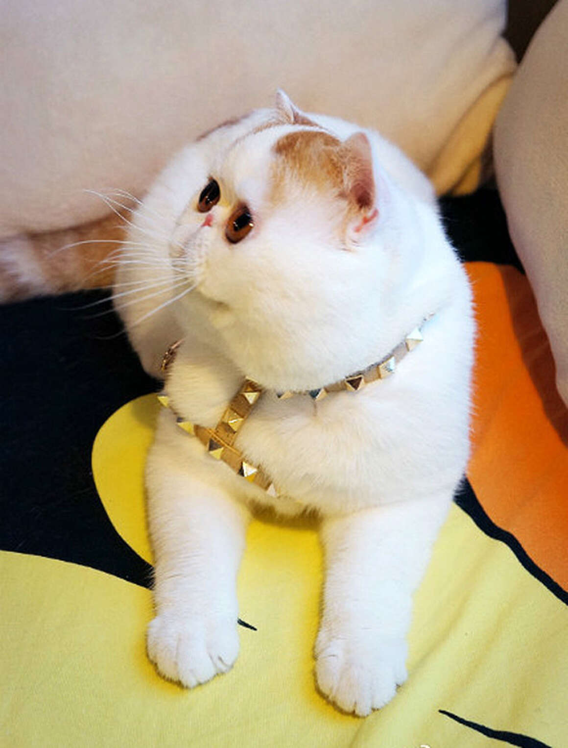 Японская порода кошек Снупи