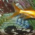 Goldfish Actually Don't Belong In Bowls