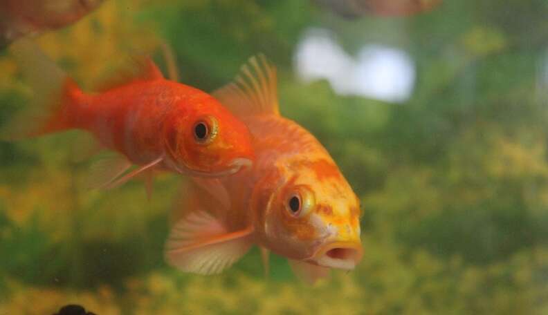Goldfish Actually Don't Belong In Bowls - The Dodo