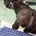 Baby Otter Found Crying Alone Now Has The Cutest Adventures