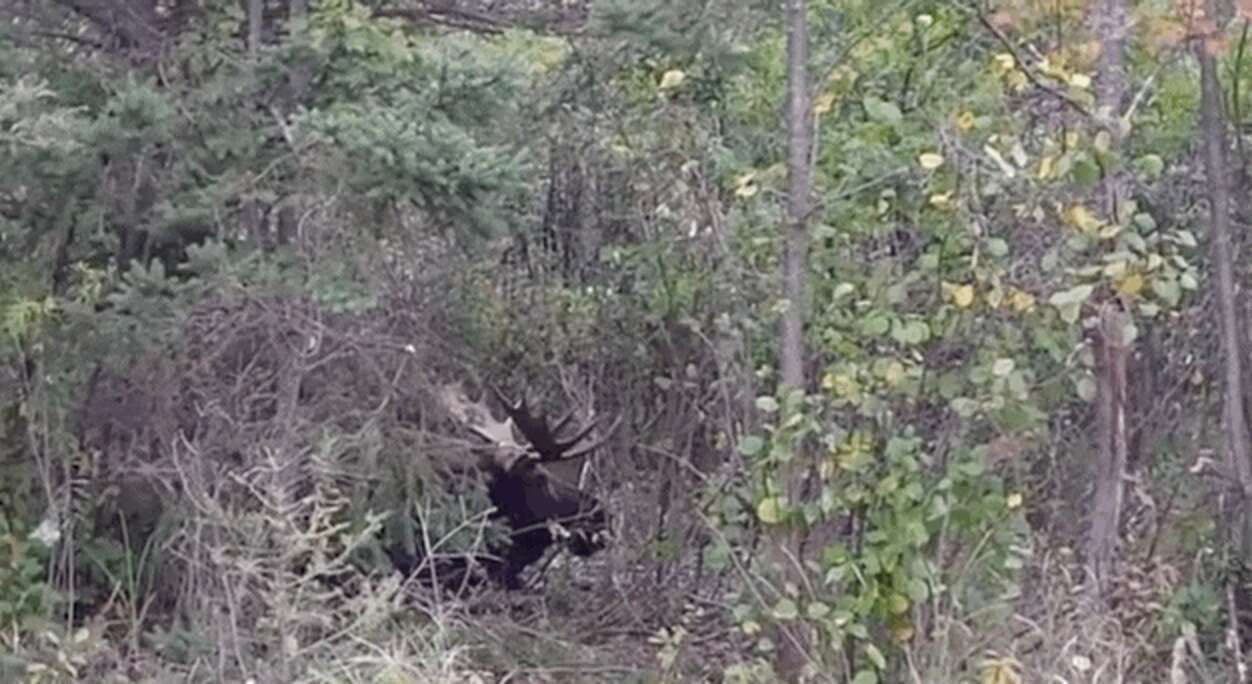 Desperate Moose Tangled In Wire Is Calmed By Kind People - The Dodo