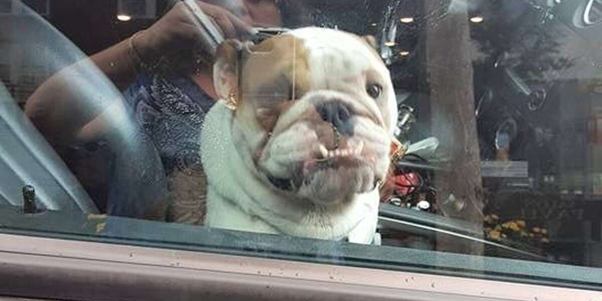 Strangers Find Bulldog Trapped In Hot SUV The Dodo