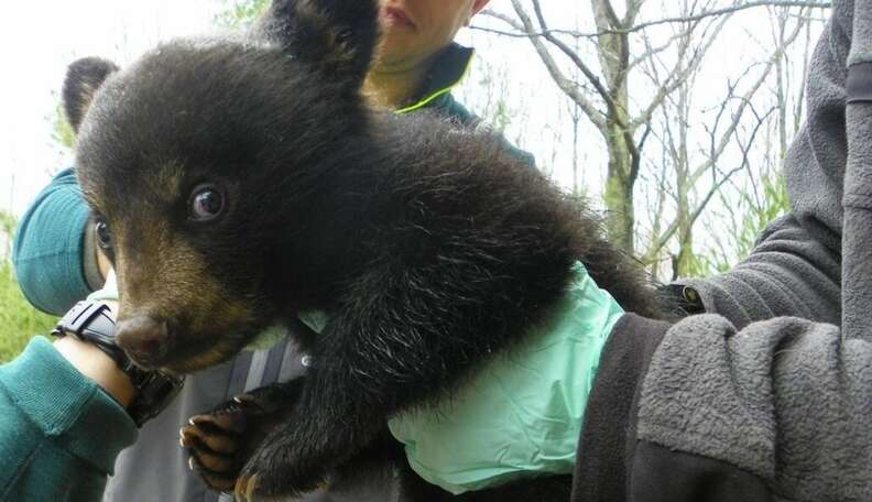 Cold Medicine Helps Three Orphaned Bear Cubs Find A Surrogate Mother In ...