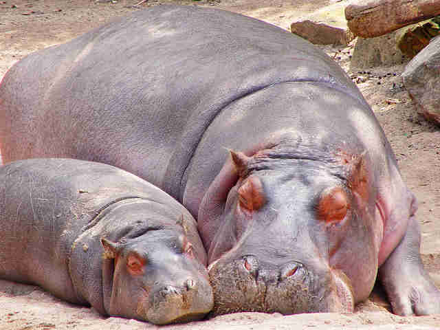 10 Animal Mothers Who Are More Affectionate Than Meets the Eye ...