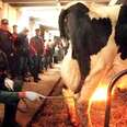 People Actually Put Open Flames Under Cows' Udders