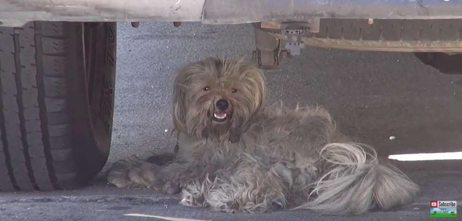 Frightened, Matted Dog Could Never Have Even Dreamed Of Her Life Now ...