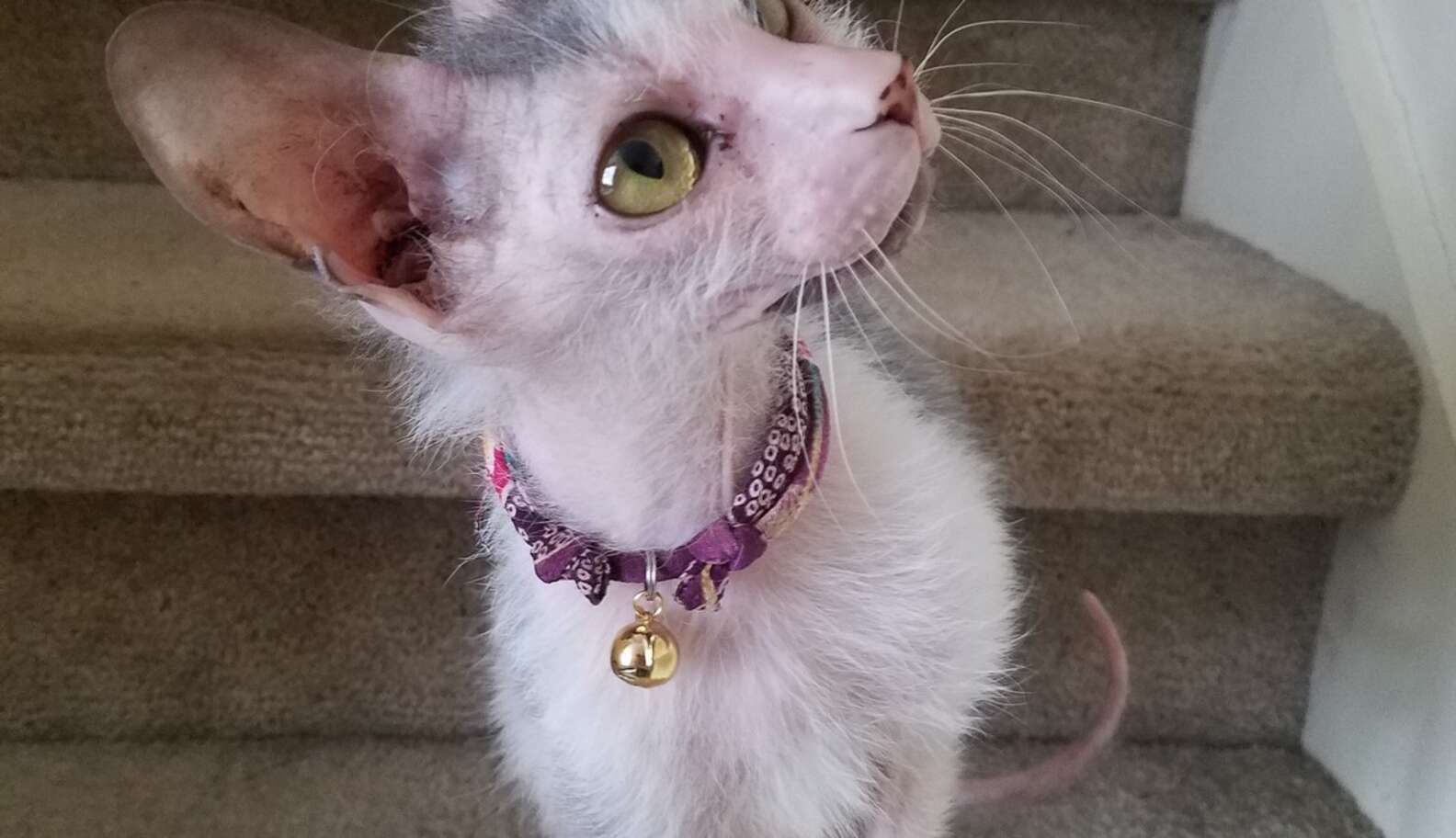 'Ugly' Cat Never Knew She Could Be Loved So Much The Dodo